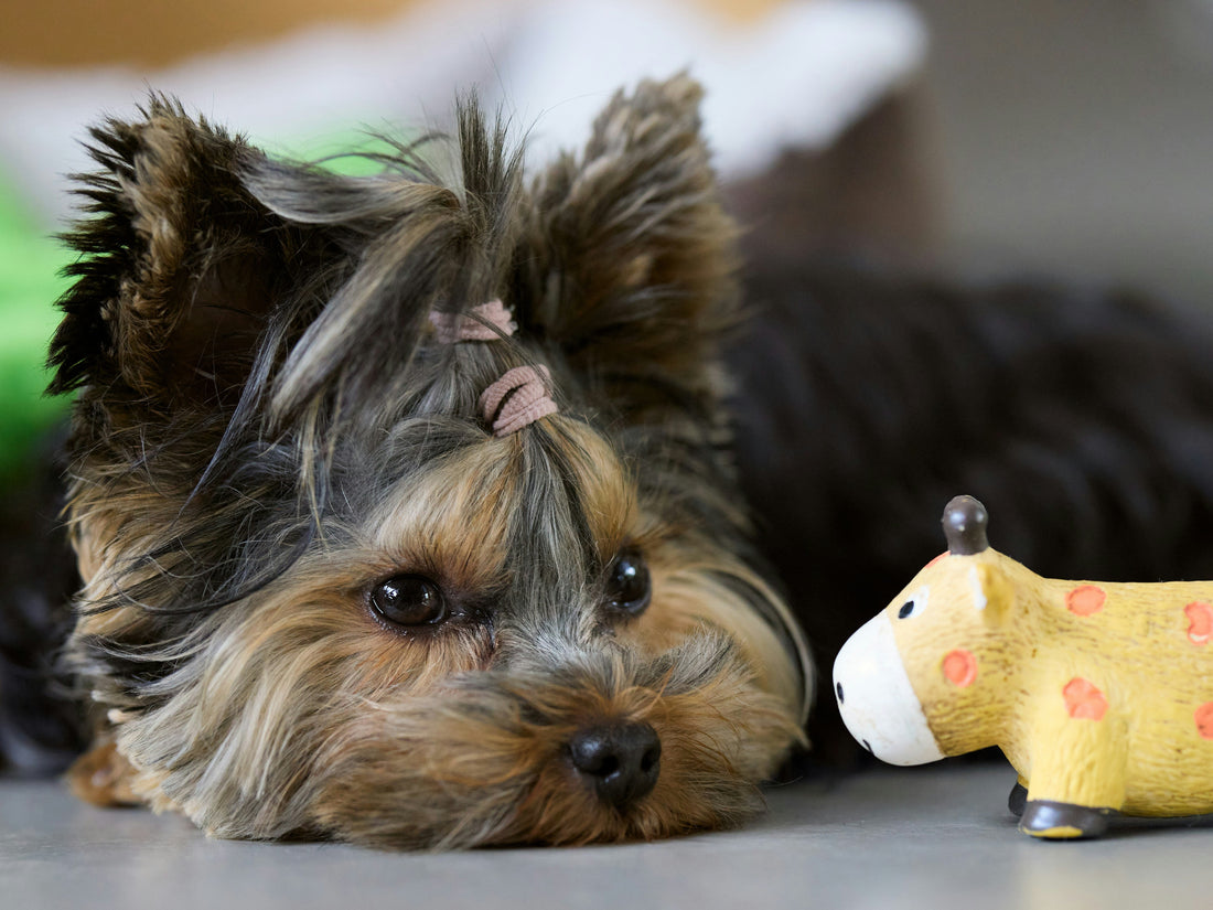 Best Calming Toys for Dogs with Anxiety at Home